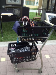 Dog in Stroller 2 FL