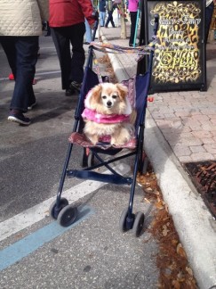 Dog in Stroller FL