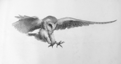 Owl3 by Anastasia Alexandrin